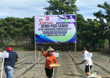 Merlan S. Uloli pada kegiatan Semai Benih Padi yang dirangkaikan dengan penyerahan bantuan benih padi di Kelurahan Oluhuta Utara, Kecamatan Kabila, Selasa (12/12/2023).