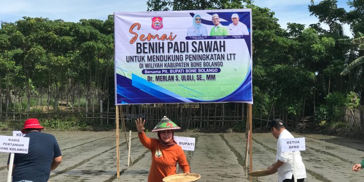 Merlan S. Uloli pada kegiatan Semai Benih Padi yang dirangkaikan dengan penyerahan bantuan benih padi di Kelurahan Oluhuta Utara, Kecamatan Kabila, Selasa (12/12/2023).