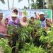 Plt Bupati Bone Bolango, Merlan S. Uloli melakukan panen sayur bareng emak-emak Kelompok Wanita Tani (KWT) di Desa Bube Baru, Kecamatan Suwawa, Jumat (5/1/2024). (F. Yudi/Sespri)