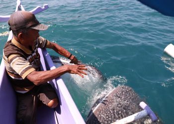 Pesona Hiu Paus dan Dampak Ekonomi Yang Mengikuti