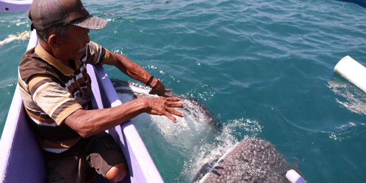 Pesona Hiu Paus dan Dampak Ekonomi Yang Mengikuti