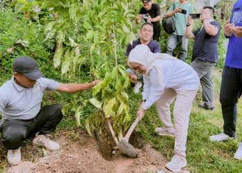 Bupati Merlan S. Uloli saat melakukan penanaman Pohon Tabebuya di Kawasan Objek Wisata Danau Perintis, Kecammatan Suwawa, Kamis (2/1/2025). (Foto Munifa/Diskominfo)