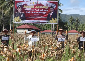 Bupati Ismet Targetkan Hasil Panen Jagung di Bone Bolango Jangkau Pasar Ekspor