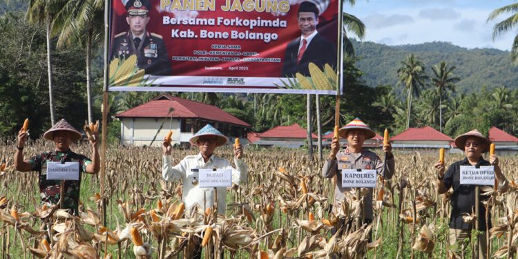Bupati Ismet Targetkan Hasil Panen Jagung di Bone Bolango Jangkau Pasar Ekspor