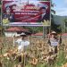 Bupati Ismet Targetkan Hasil Panen Jagung di Bone Bolango Jangkau Pasar Ekspor