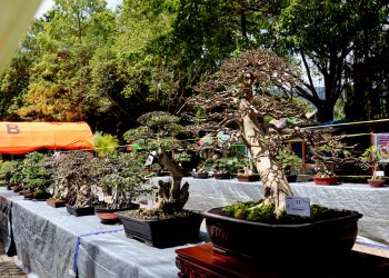 Staf Ahli Bupati : Pameran Bonsai Memiliki Nilai Seni dan Konservasi