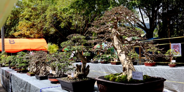Staf Ahli Bupati : Pameran Bonsai Memiliki Nilai Seni dan Konservasi