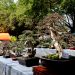 Staf Ahli Bupati : Pameran Bonsai Memiliki Nilai Seni dan Konservasi