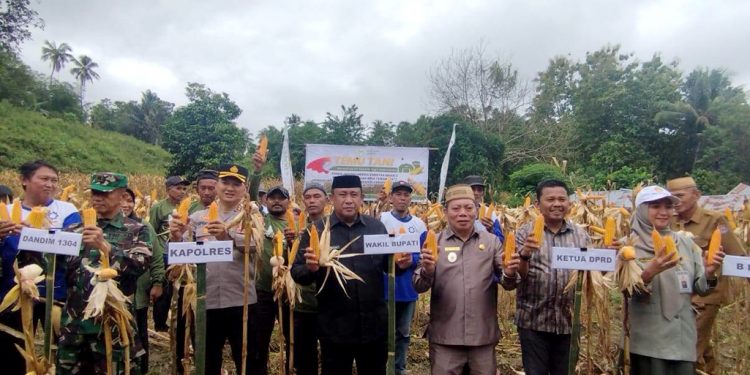 Panen Jagung di Ulanta, Wabup Dukung Program PAT Untuk Swasembada Pangan di Bone Bolango
