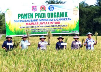 Wabup Risman Nilai Panen Padi Organik Upaya Jaga Kelestarian Lingkungan dan Kesehatan Masyarakat
