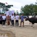 Pemkab Bone Bolango Terima Sumbangan Sapi Kurban dari Bank SulutGo Cabang Suwawa