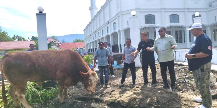 Masjid Agung Al-Marhamah Suwawa Terima Bantuan Sapi Kurban dari Presiden Prabowo
