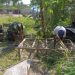 Satgas TMMD Kodim 1304 Gorontalo bersama masyarakat saat bahu membahu melakukan pengeboran dan pembuatan bak penampung air di Desa Buata, Kecamatan Botupingge, Sabtu (26/7/2025). (F. Istimewa)