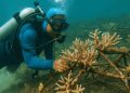 Kelompok Barrier Reef Botutonuo saat melakukan monitoring pertumbuhan karang.