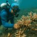 Kelompok Barrier Reef Botutonuo saat melakukan monitoring pertumbuhan karang.