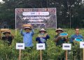 Panen Cabai Jaksa Mandiri Pangan, Kejari Bone Bolango Dukung Asta Cita Presiden