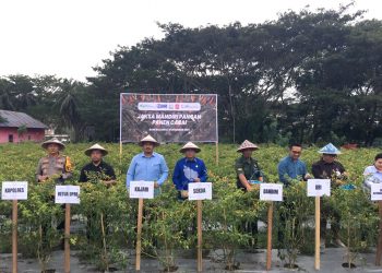 Panen Cabai Jaksa Mandiri Pangan, Kejari Bone Bolango Dukung Asta Cita Presiden