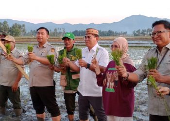 Bone Bolango Mantapkan Langkah Jadi Sentra Padi Organik