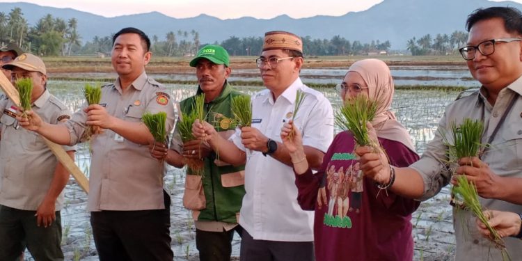 Bone Bolango Mantapkan Langkah Jadi Sentra Padi Organik