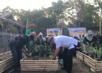 Sekretaris Daerah Bone Bolango, Iwan Mustapa saat melakukan penanaman cabai di Lahan Pekarangan Nila Bioflok Iswan, Kecamatan Suwawa, Jumat (25/9/2026).