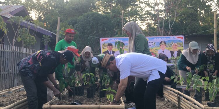 Sekretaris Daerah Bone Bolango, Iwan Mustapa saat melakukan penanaman cabai di Lahan Pekarangan Nila Bioflok Iswan, Kecamatan Suwawa, Jumat (25/9/2026).